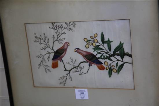 A set of five Chinese pith paintings of birds, c.1900, 20 x 32cm, later mounted and framed